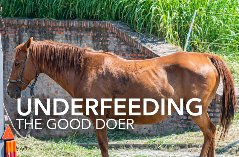 Underfeeding the Good Doer - Equine Science Matters™